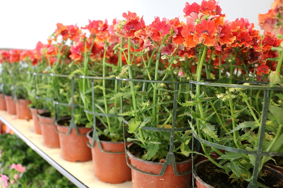 in einem Regal stehen viele Töpfe mit Balkonpflanzen nebeneinander