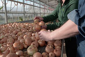Zwiebelproduktion in der Gärtnerei Zwiebelproduktion in der Gärtnerei